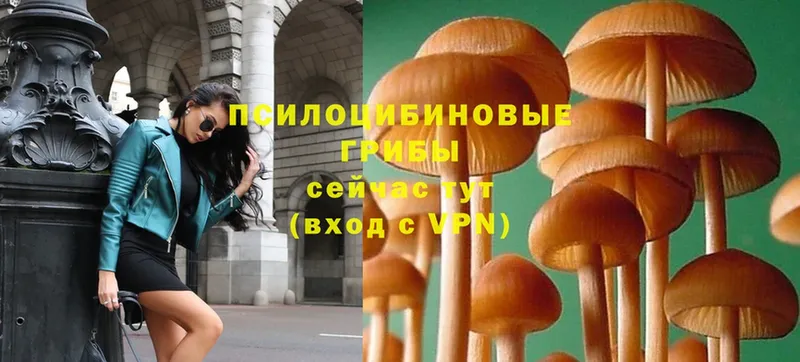 Галлюциногенные грибы MAGIC MUSHROOMS  Богучар 